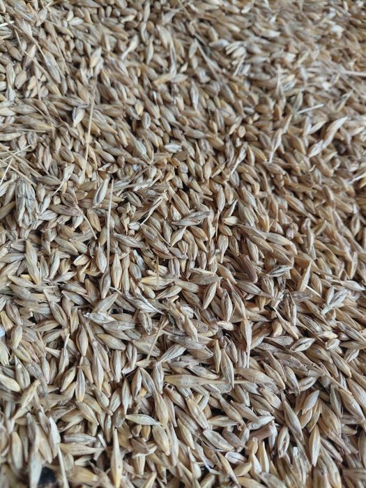 Ячмінь готовий до продажу