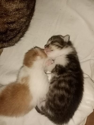 Кошки  переселенцы.