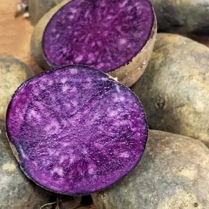 Картопля Солоха фіолетова