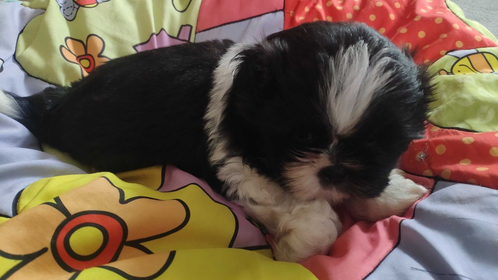 Piesek Shih-tzu, rodowód, wyprawka
