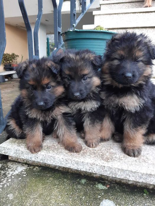 Pastor Alemão puro LOP