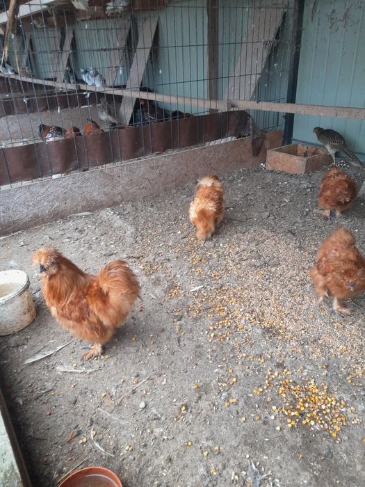 Silki koguty czerwone