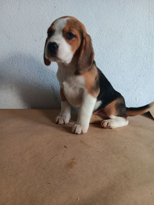 Beagle tricolor  porte pequeno