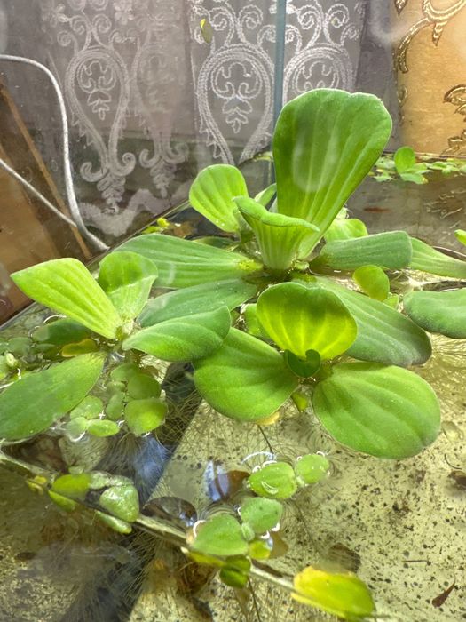 Водорості в акваріум / ставок Пістія капуста салат для рибок