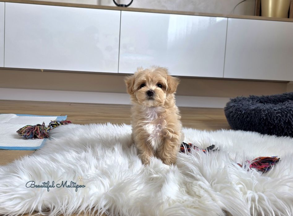 Rafi  piesek Maltipoo F1