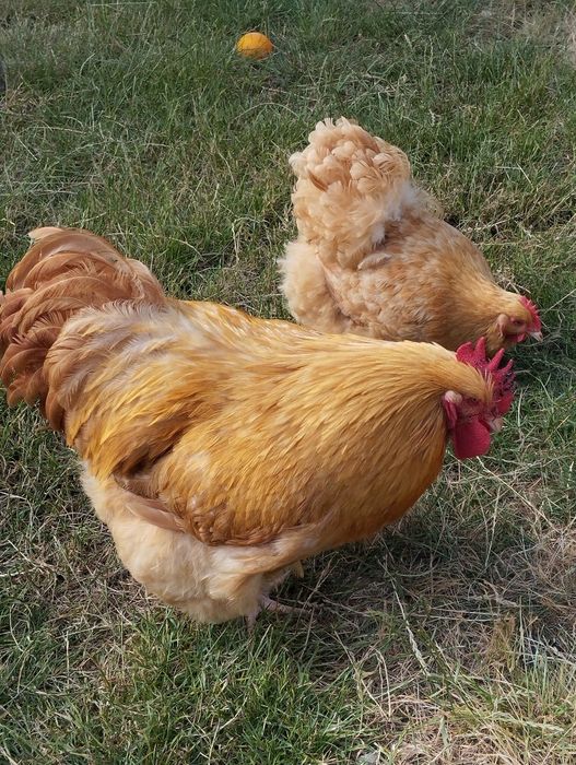 Ovos de Orpington, Amarelo ou Branco
