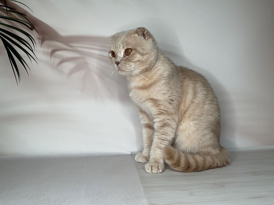 В’язка шотландський висловухий, шотландець кіт, котик