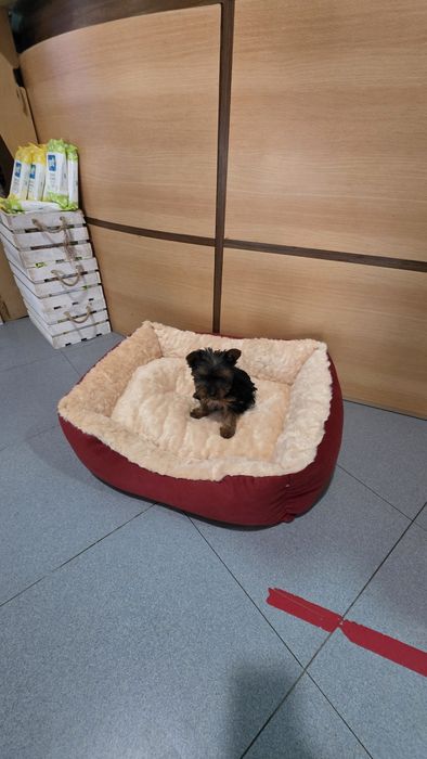 Yorkhire terrier fêmea mini