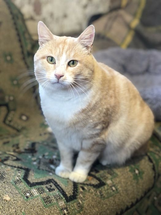 Котик Тімоша біля 3-х рочків. Терміново шукаємо найкращу родину для до