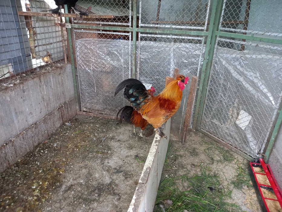 Perus, Patos Brancos, Patos Reais, Patos mudos, casais de garnisos