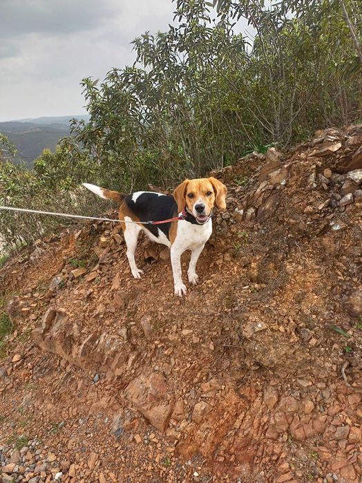 Cachorros para Adoção Responsável