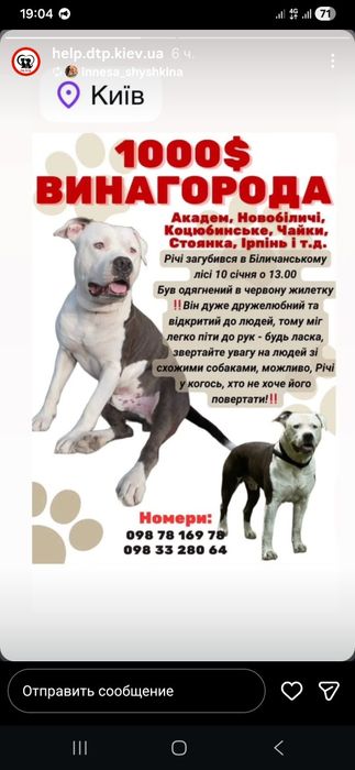 Пошук загубленого песика