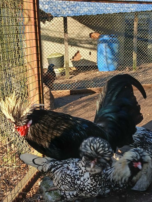 Czubqtka srebrna kogut