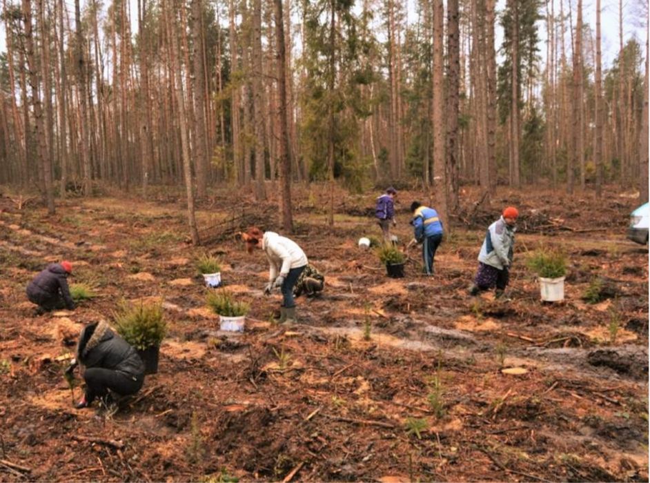 sezonowo sadzenie sadzonek