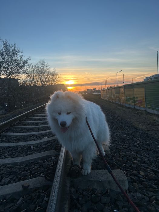 Młody pies do oddania