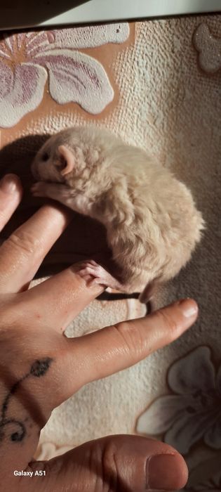 Крыса рекс девочка дамбо