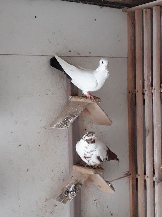 Gołębie rasowe kościerzyna