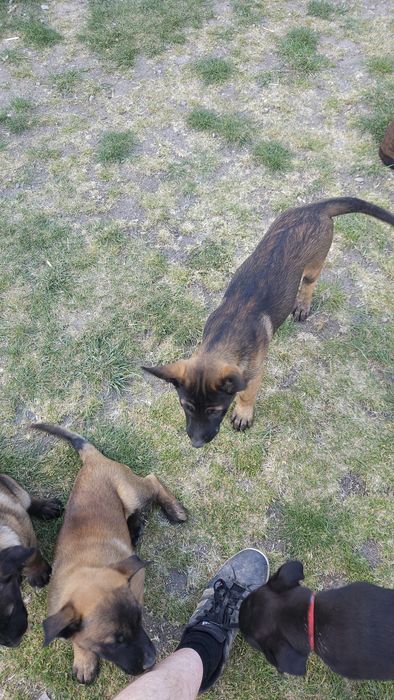 Szczeniak Owczarek Belgijski Malinois piesek