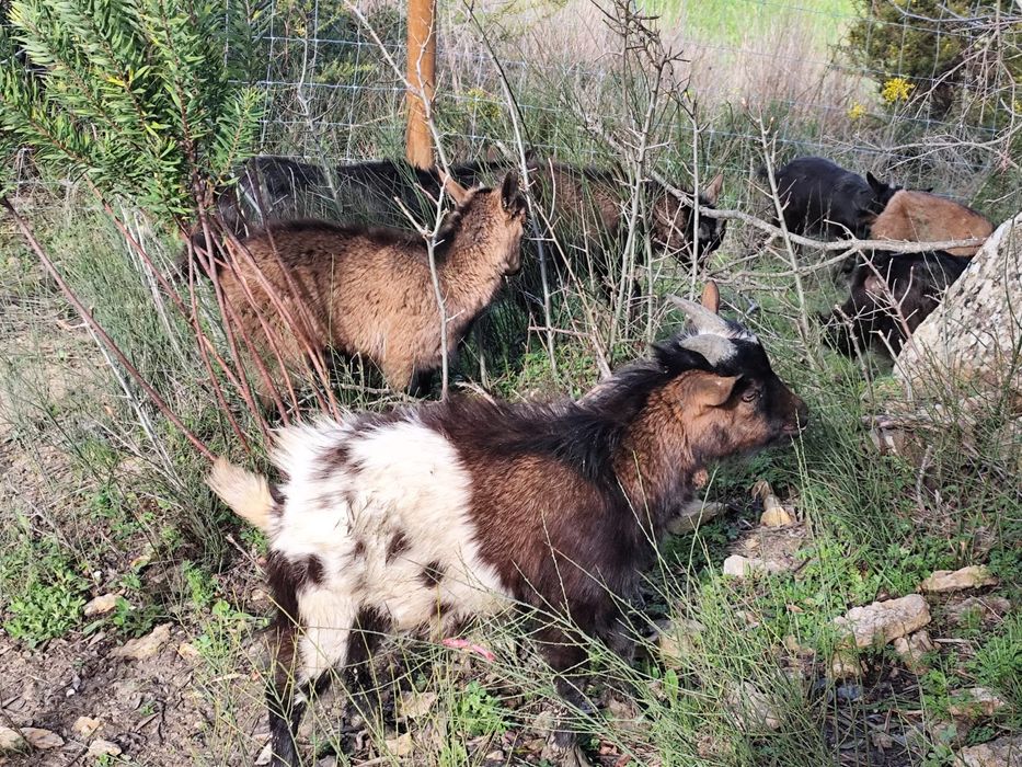 Cabrinhas Anãs - Machos e Fêmeas