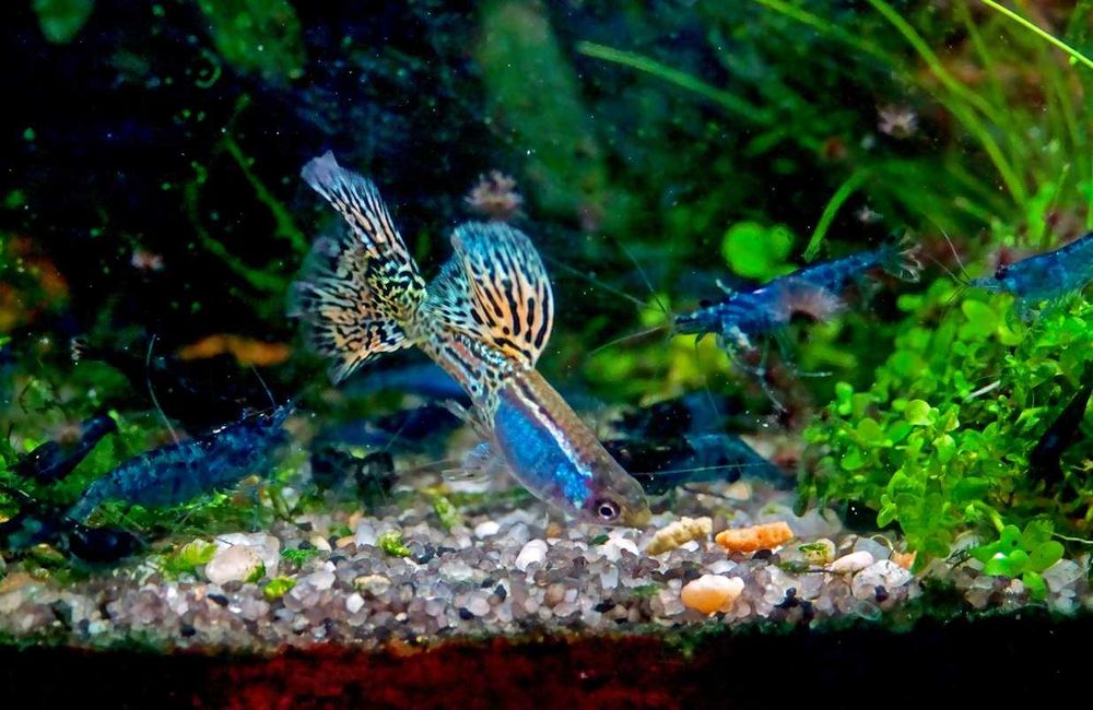 Gupiki Metal Rainbow 2 samce do akwa dekoracyjnego lub nano akwarium