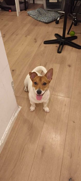 Pet Sitting Profissional – Cuidados e Carinho ao Domicílio