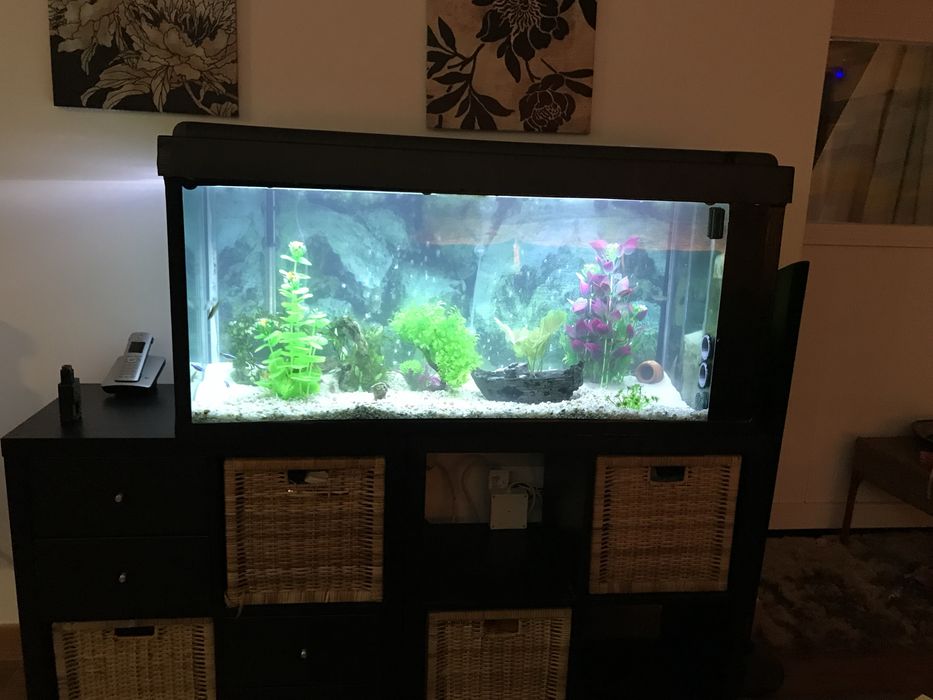 Aquário completo e com peixes tropicais com 1,20x45