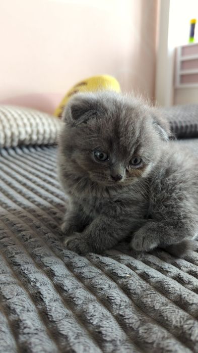 Висловухі кошенята Scottish fold