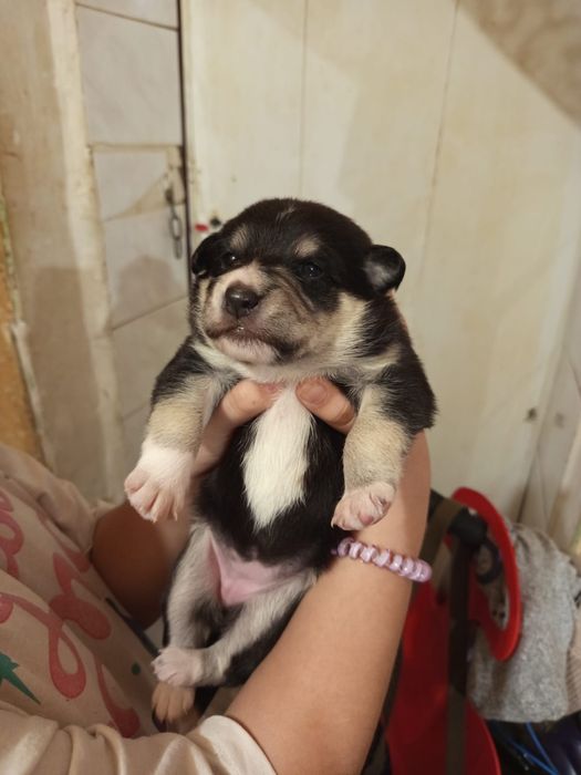 Отдам собаку в добрые руки.