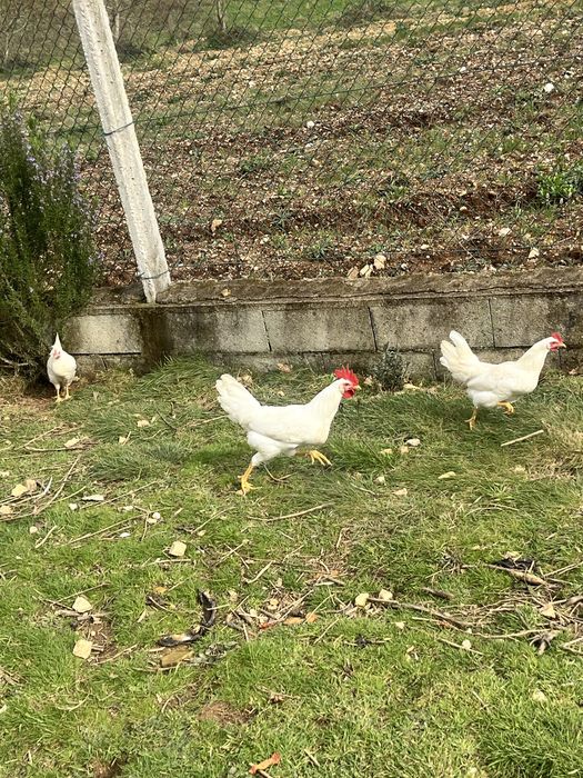 Ovos e pintos de galinha Leghorn - Alta Produção de Ovos Brancos