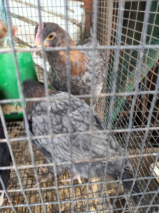 Casal Frangos Maran Azul Cobre