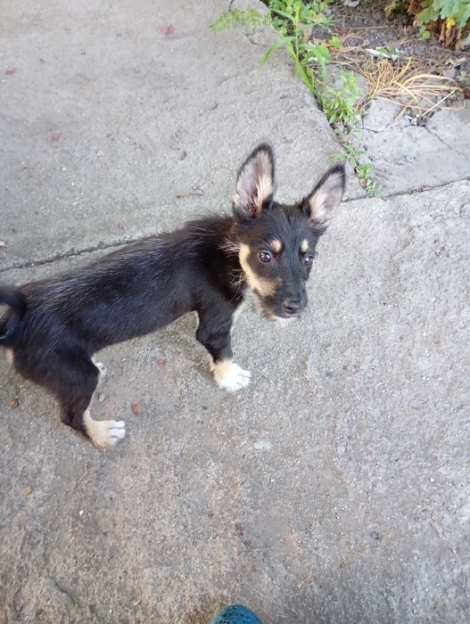 собачка, дівчинка, не стерелізована