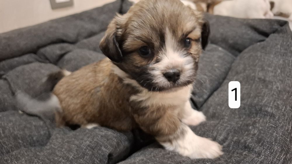 Szczenięta z włosem