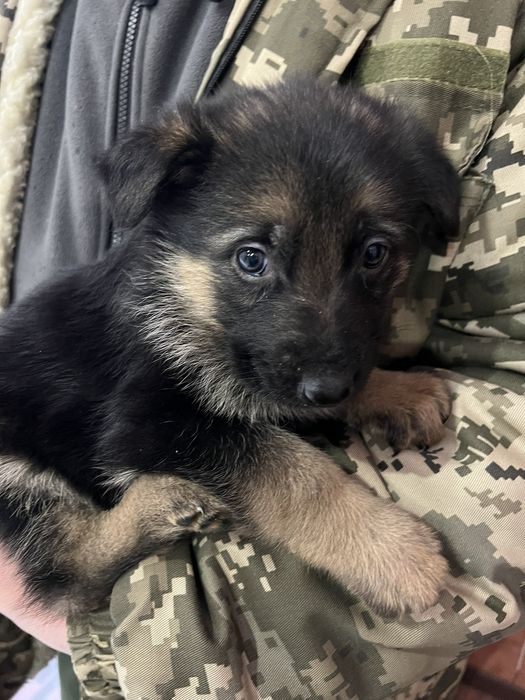 Цуценята Німецької вівчарки