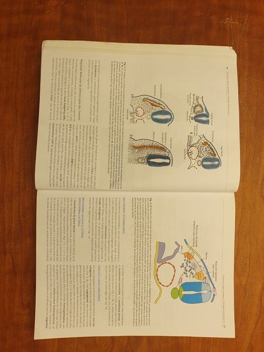 Langman Embriologia Medica