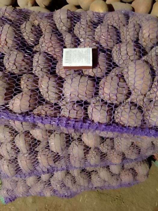 Продам картоплю Белла Роса.