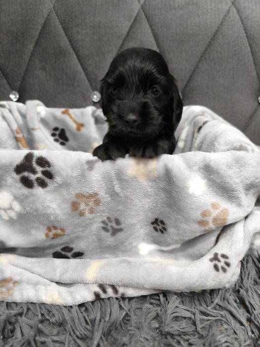 Ostatni chłopczyk  Cocker spaniel angielski