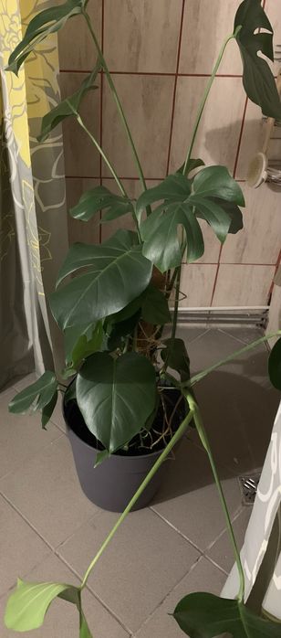 Kwiat Monstera z doniczką