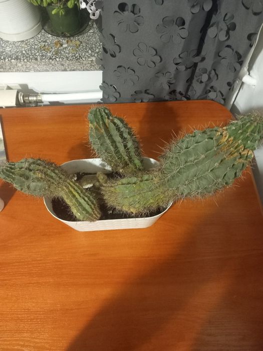 Kaktus wysokość 40cm