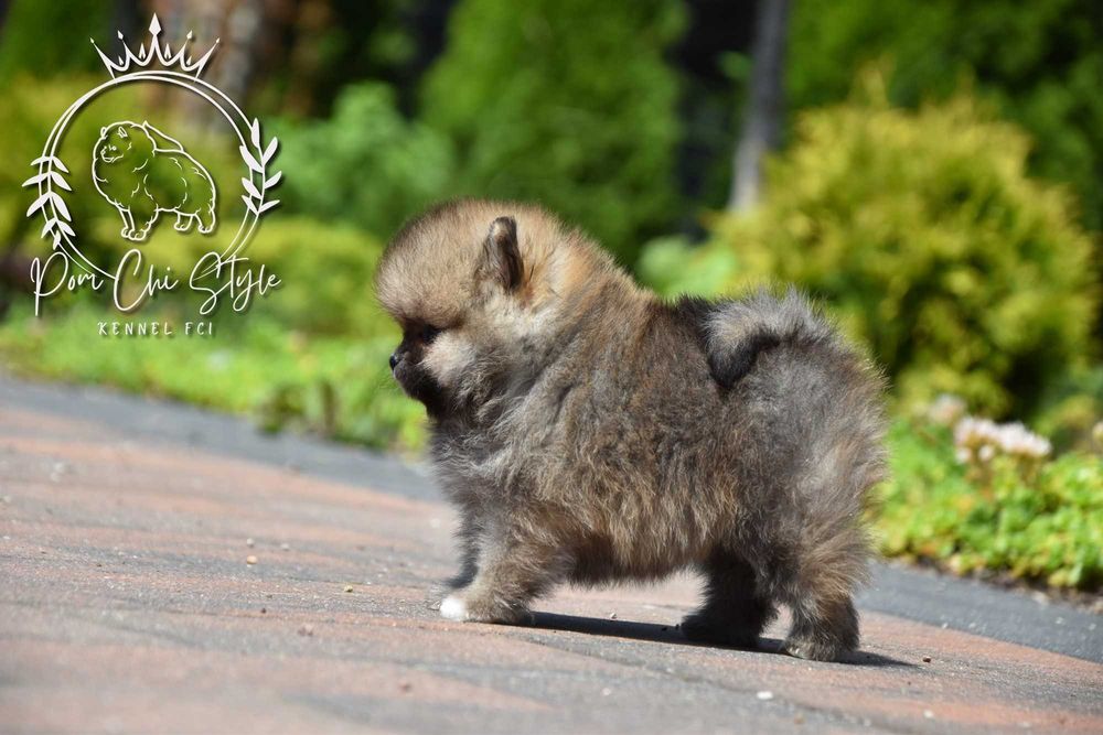 Szpic miniaturowy Pomeranian ZKwP FCI suczka