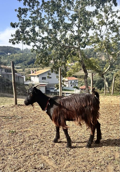 Cabra anã femea