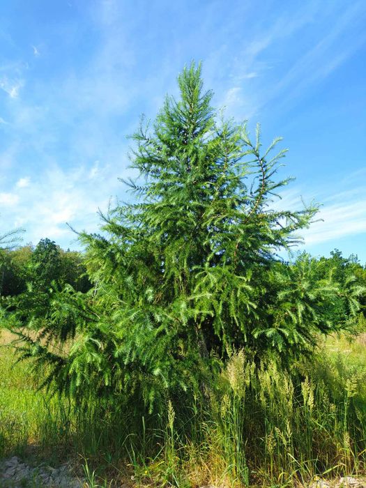 Модрина (лиственица)