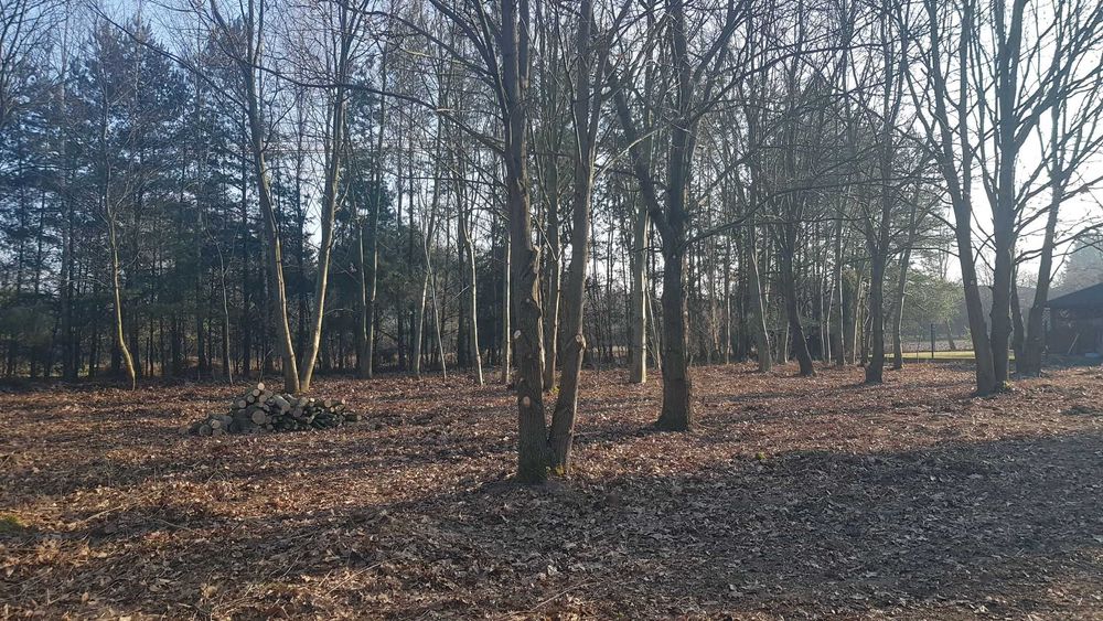 Piękna Działka rekreacyjna 4900 m² w Głoskowie k. Warszawy, bezpośrednio - Widok 3