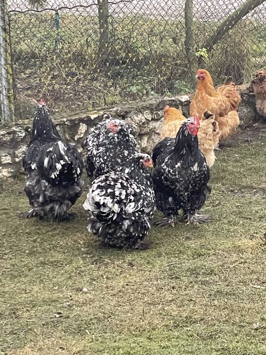 Продаються Кури кокінхіни