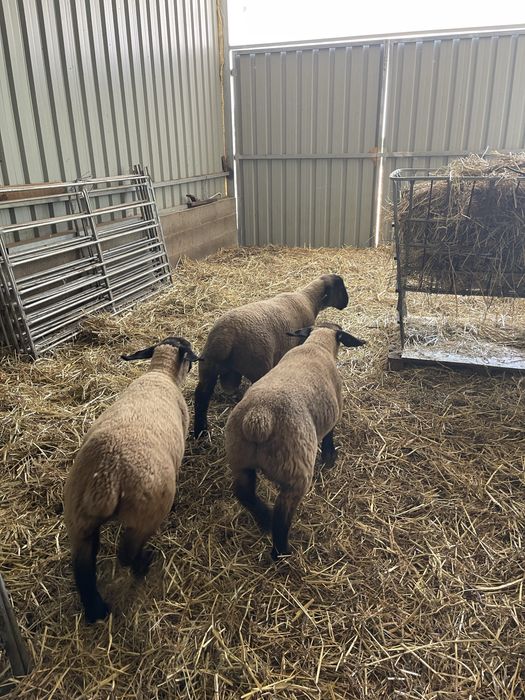 Suffolk puros
