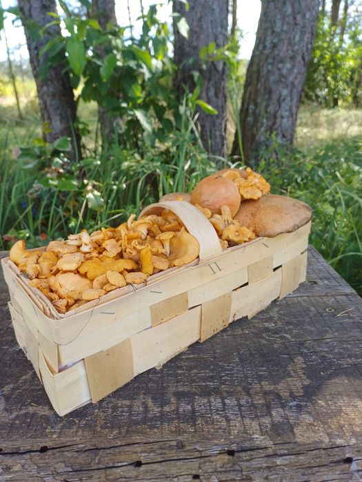 Dom pod lasem Cisza- Spokój.  AKCEPTUJEMY ZWIERZĘTA!!!