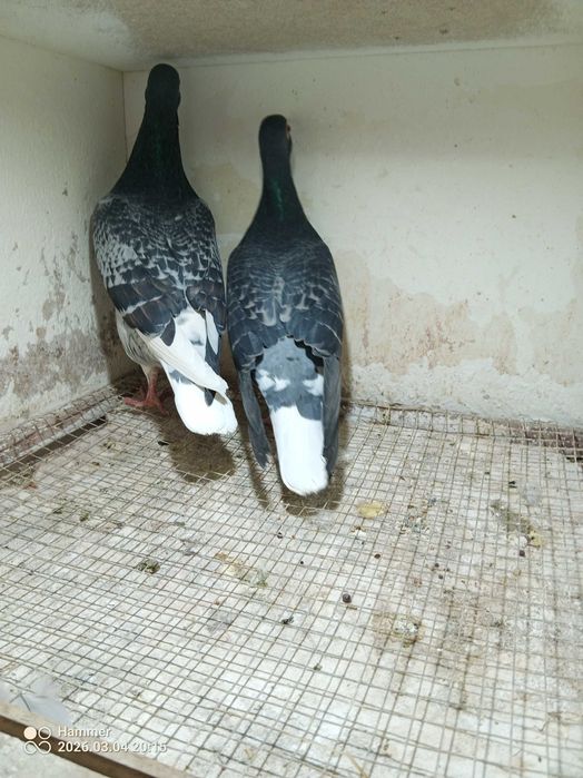 Gołębie pocztowe. Para PL