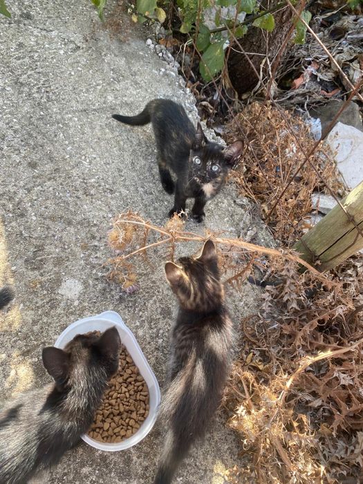 Doa se gatinhos machos bebes e adultos para adocao responsavel