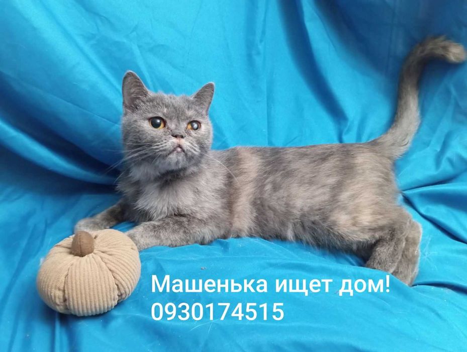 Машенька ищет дом и надежную семью!