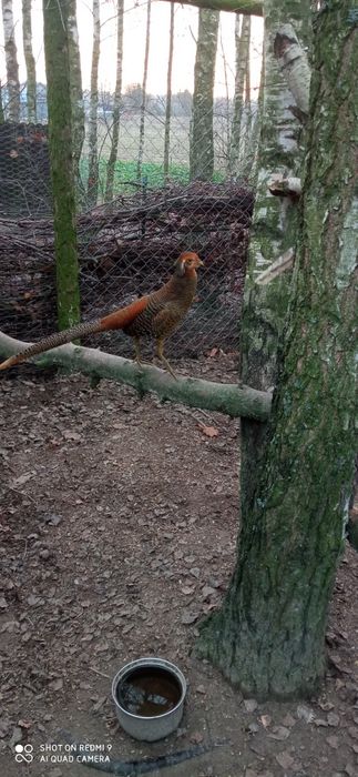 Sprzedam bażanta złocistego