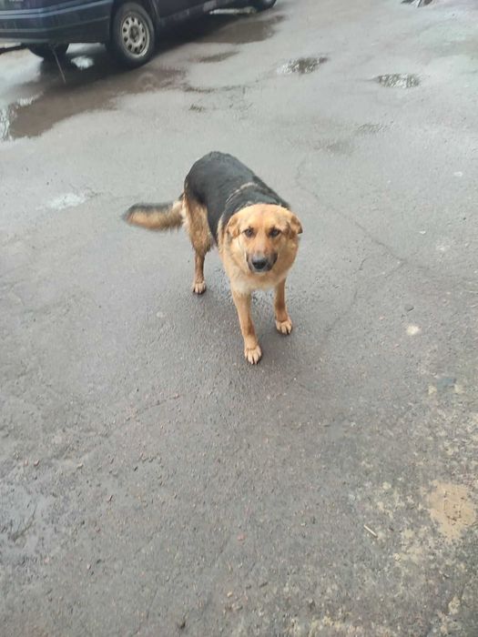 Подарую собачку ..